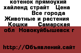 котенок прямоухий  хайленд страйт › Цена ­ 10 000 - Все города Животные и растения » Кошки   . Самарская обл.,Новокуйбышевск г.